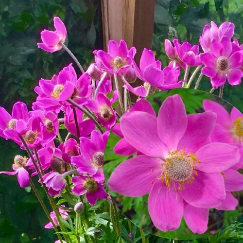 Anemone lesseri 'Spring Beauty Pink' - Lesseri ülane 'Spring Beauty Pink' P11/0,75L
